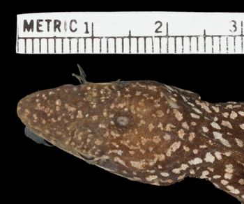 Media type: image;   Herpetology R-60246 Aspect: head dorsal